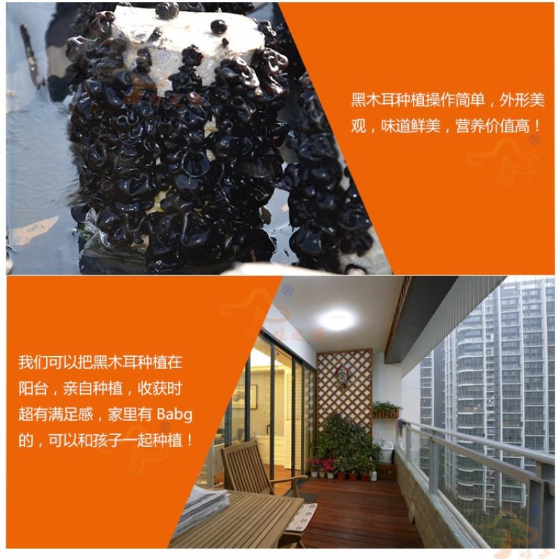 木耳菌菌包菌种蘑菇食用菌自动出耳家庭种植包
