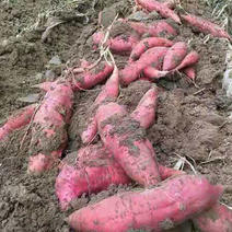 红薯龙九西瓜红紫薯大量上市可供超市加工厂