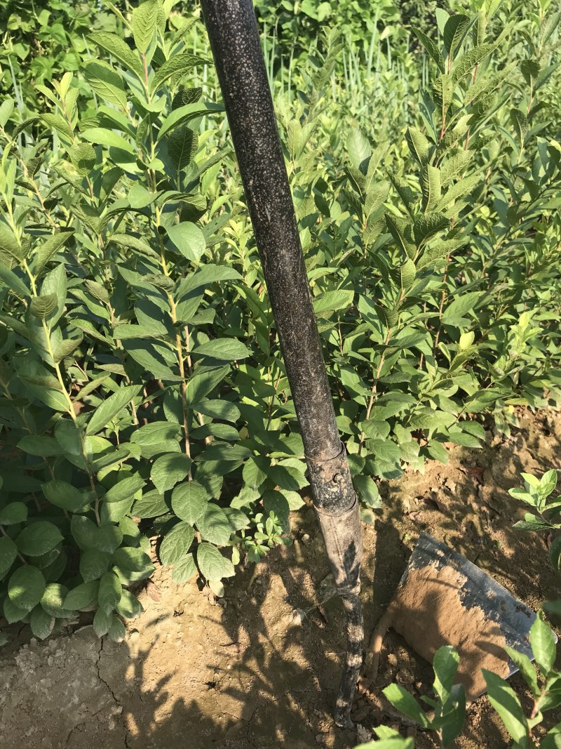 钙果苗山西欧李苗红果果基地直发
