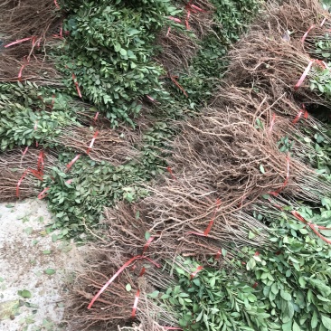 钙果苗山西欧李苗红果果基地直发
