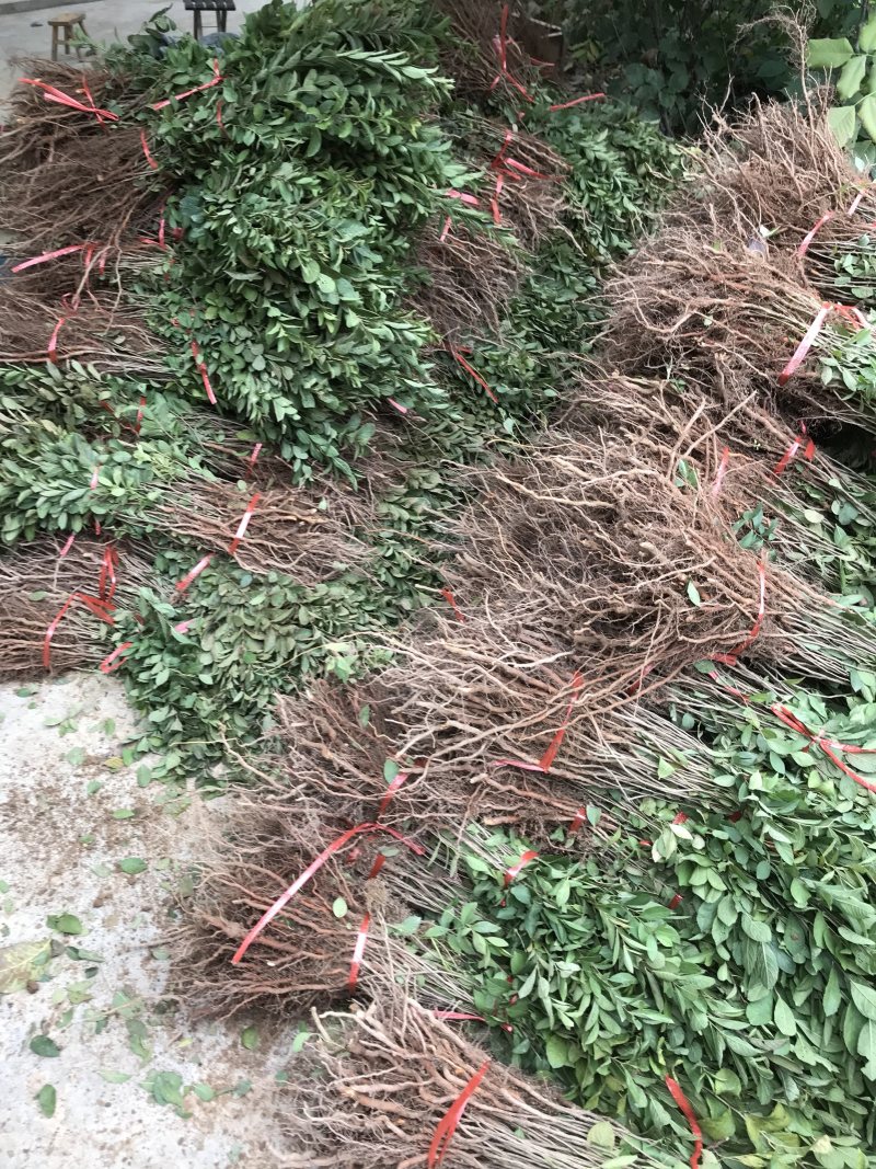 钙果苗山西欧李苗红果果基地直发