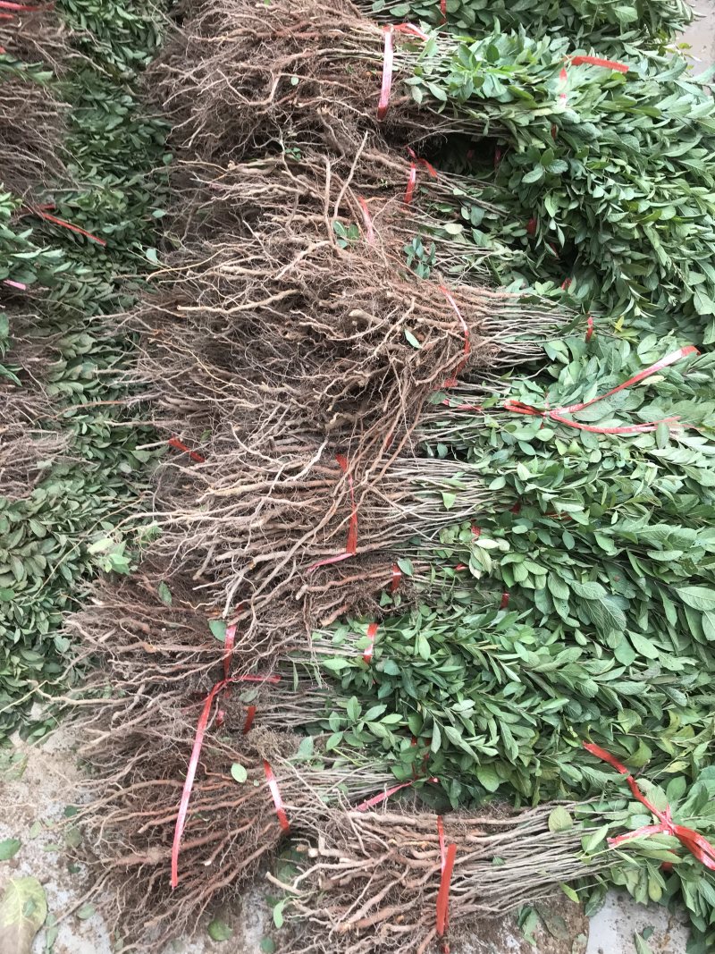 钙果苗山西欧李苗红果果基地直发