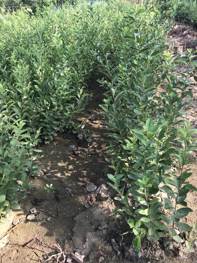 钙果苗山西欧李苗红果果基地直发
