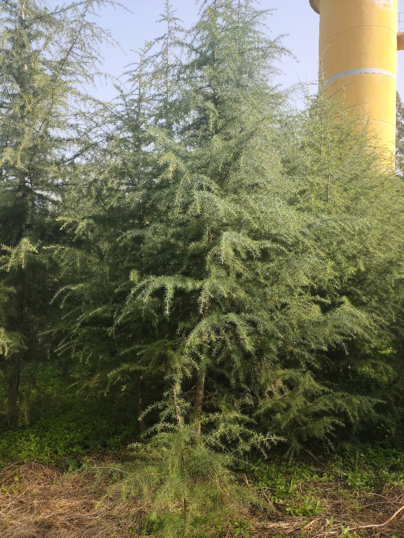 雪松，，，，，，，，，，，，