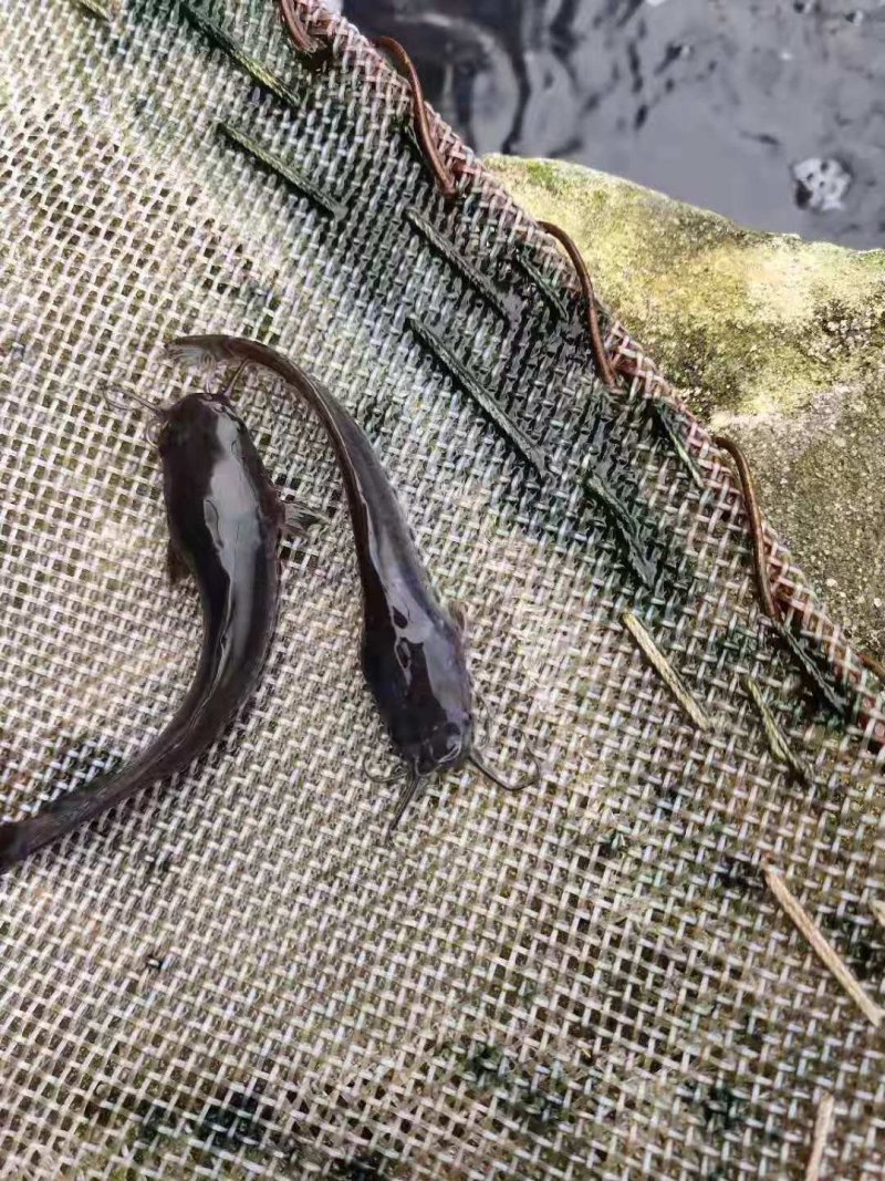 胡子鲶鱼苗