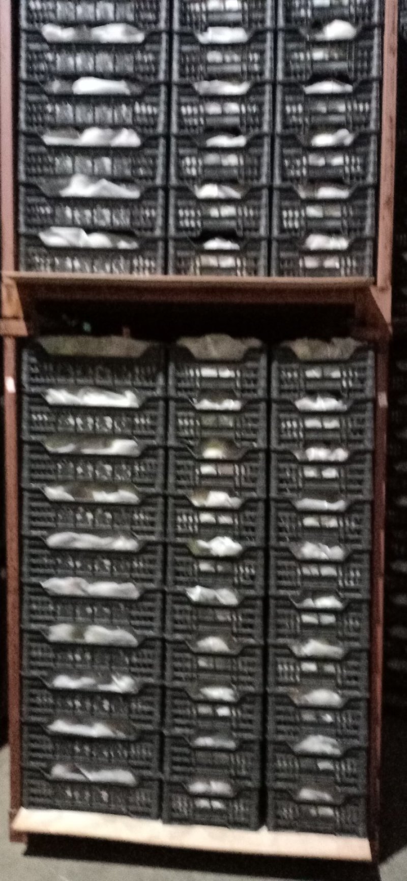 映霜红桃子开始大批量上市