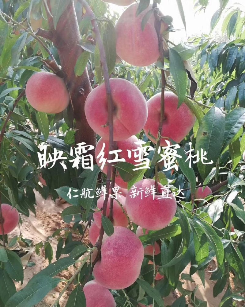 映霜红桃子开始大批量上市