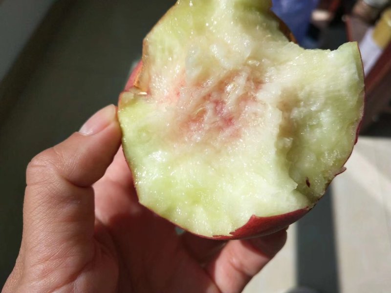 映霜红桃子开始大批量上市