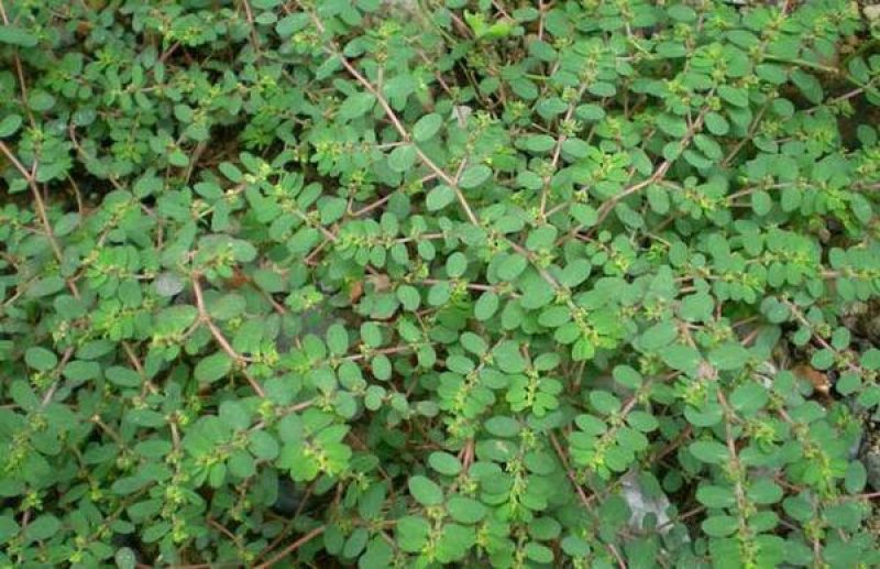 野生天然无污染正品地锦草血见愁奶汁草