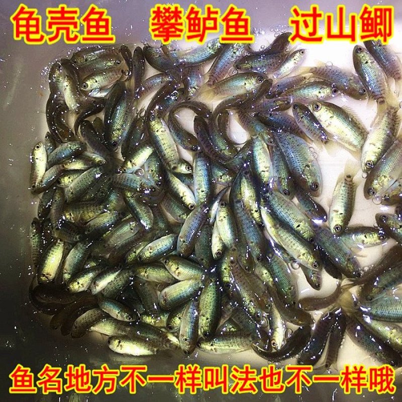 攀鲈活体龟壳过山鲫活体原生鱼热带鱼辟邪鱼攀鲈鱼活体凶
