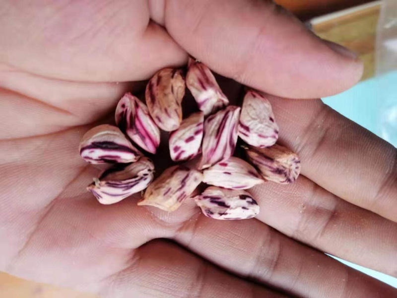 七彩花生七彩花生云南七彩花生