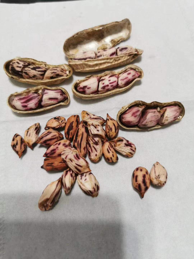 七彩花生七彩花生云南七彩花生