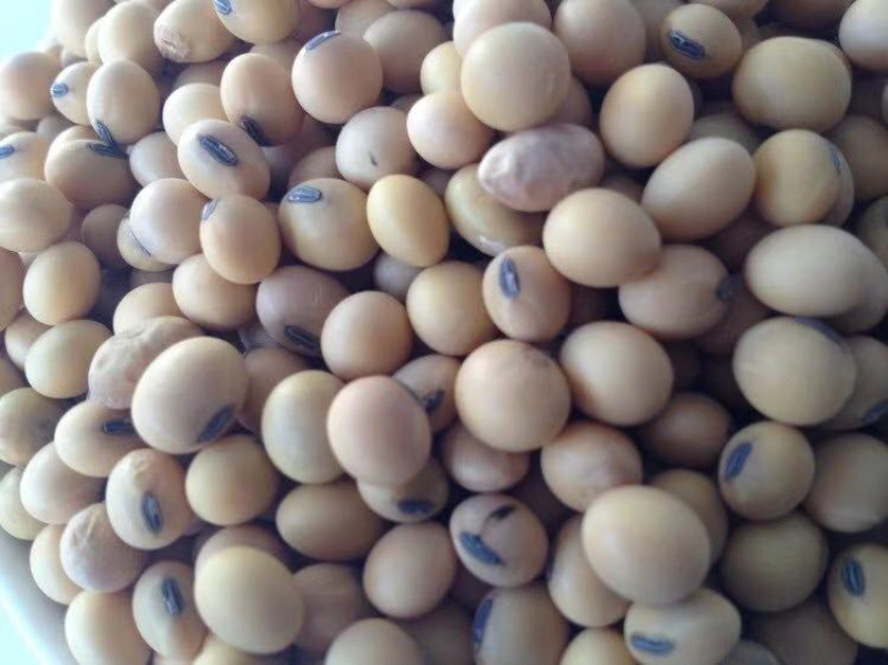 进口大豆商品豆，蛋白豆