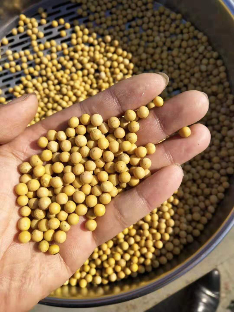 进口大豆商品豆，蛋白豆
