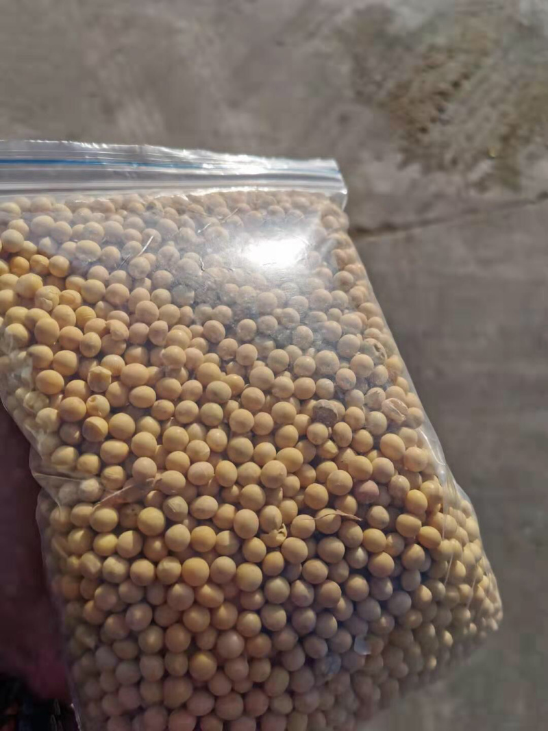 进口大豆商品豆，蛋白豆