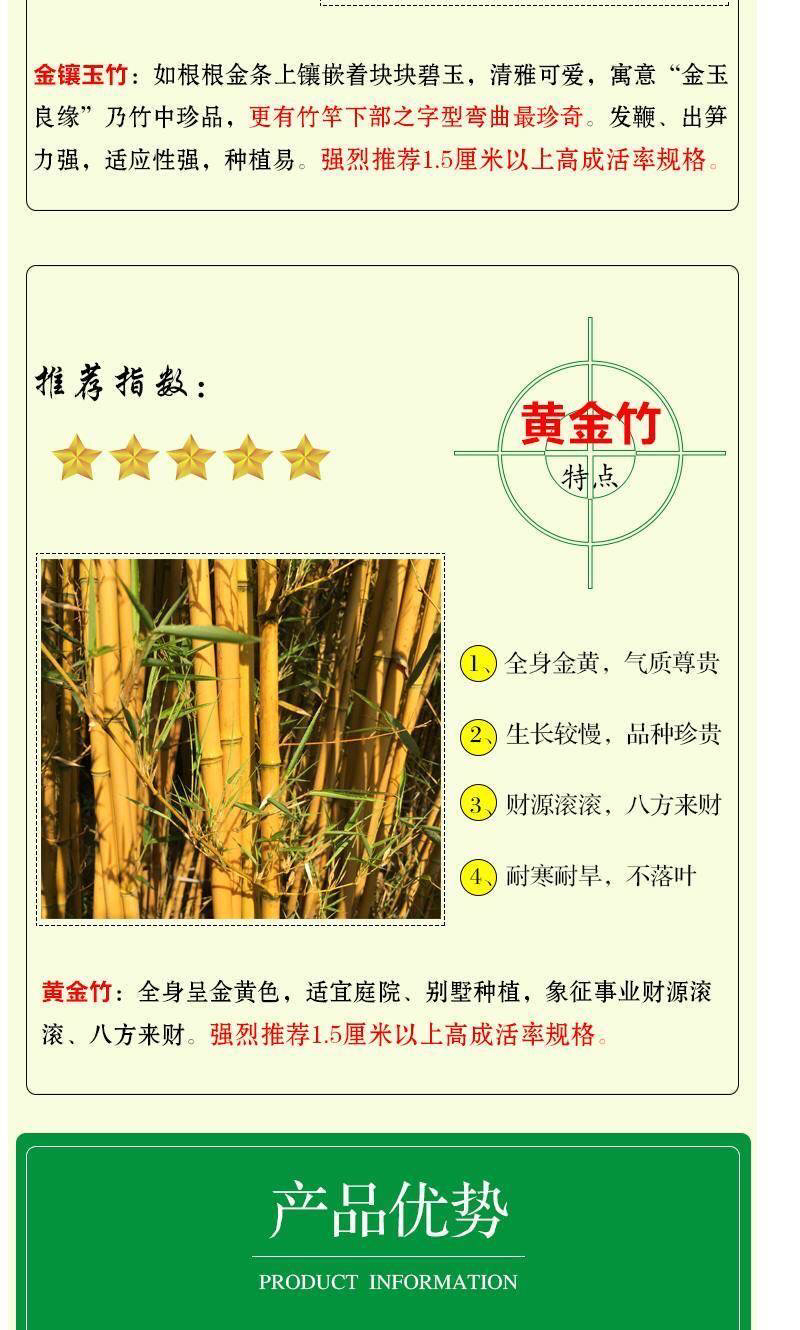 竹子绿化竹青竹金镶玉竹