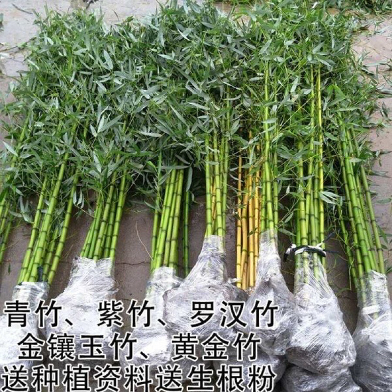 竹子绿化竹青竹金镶玉竹
