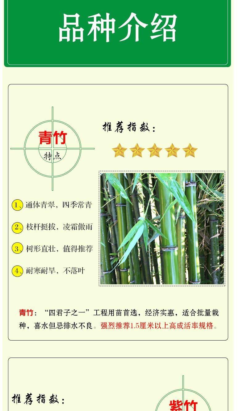 竹子绿化竹青竹金镶玉竹
