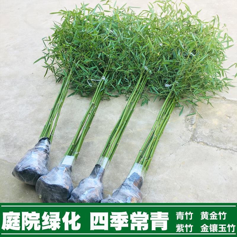 竹子绿化竹青竹金镶玉竹