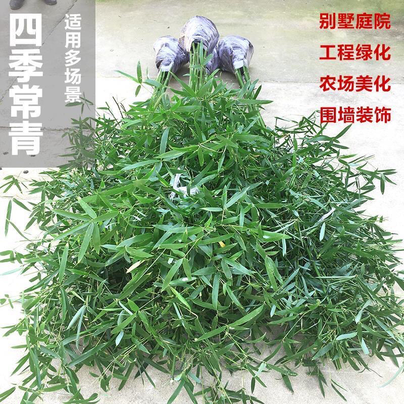竹子绿化竹青竹金镶玉竹