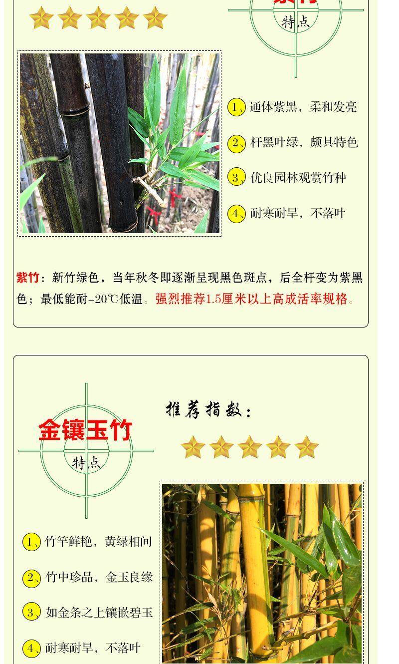 竹子绿化竹青竹金镶玉竹