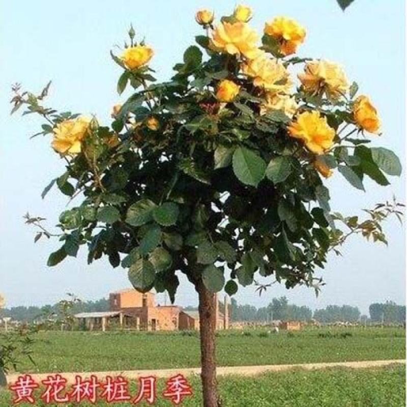 树桩月季月季花树桩月季花基地1-6公分月季