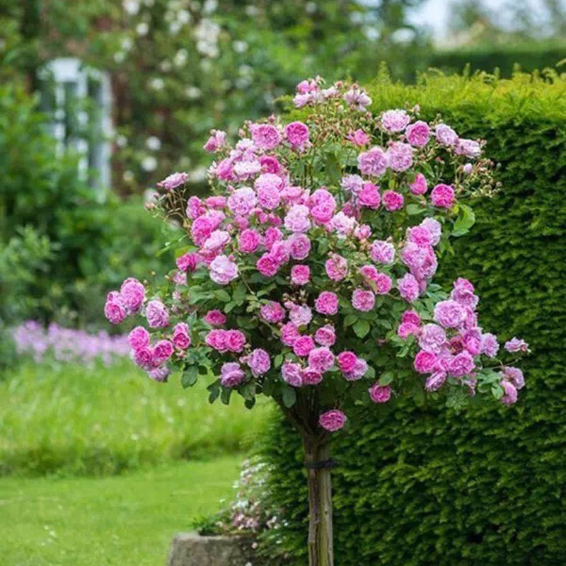树桩月季月季花树桩月季花基地1-6公分月季