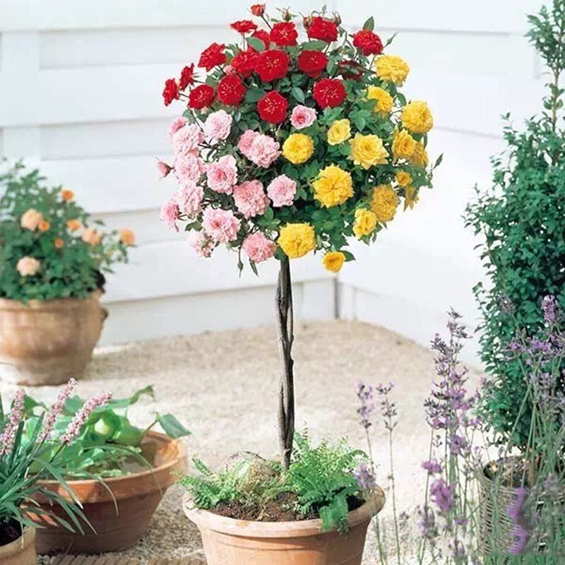树桩月季月季花树桩月季花基地1-6公分月季