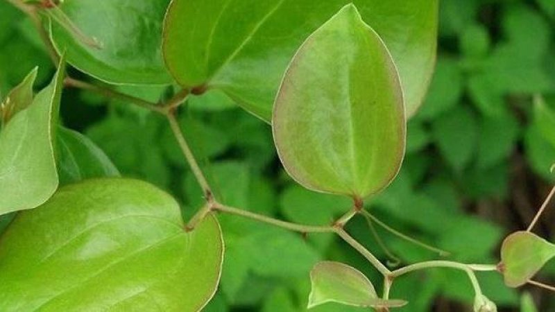 金刚刺，正品野生菝葜，产地直供