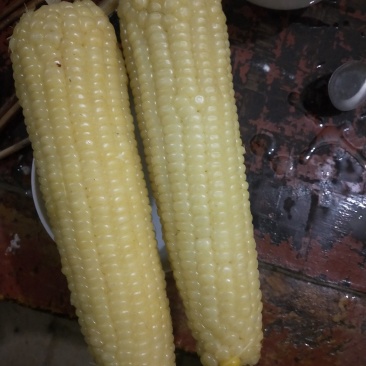 糯玉米
