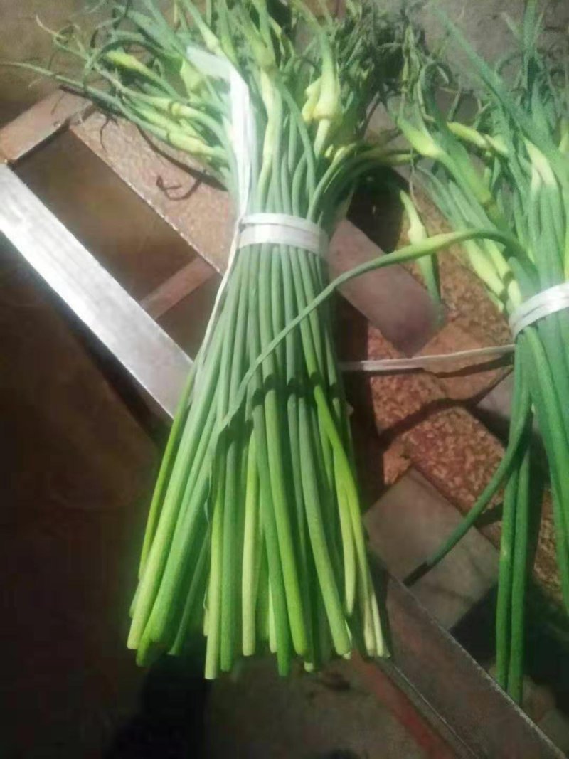 优质白帽/红帽蒜苔，冷库直供，量大从优，各种蔬菜配