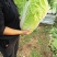 青杂三号白菜