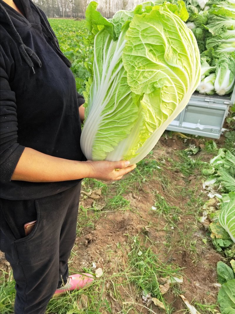 青杂三号白菜
