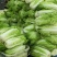 青杂三号白菜