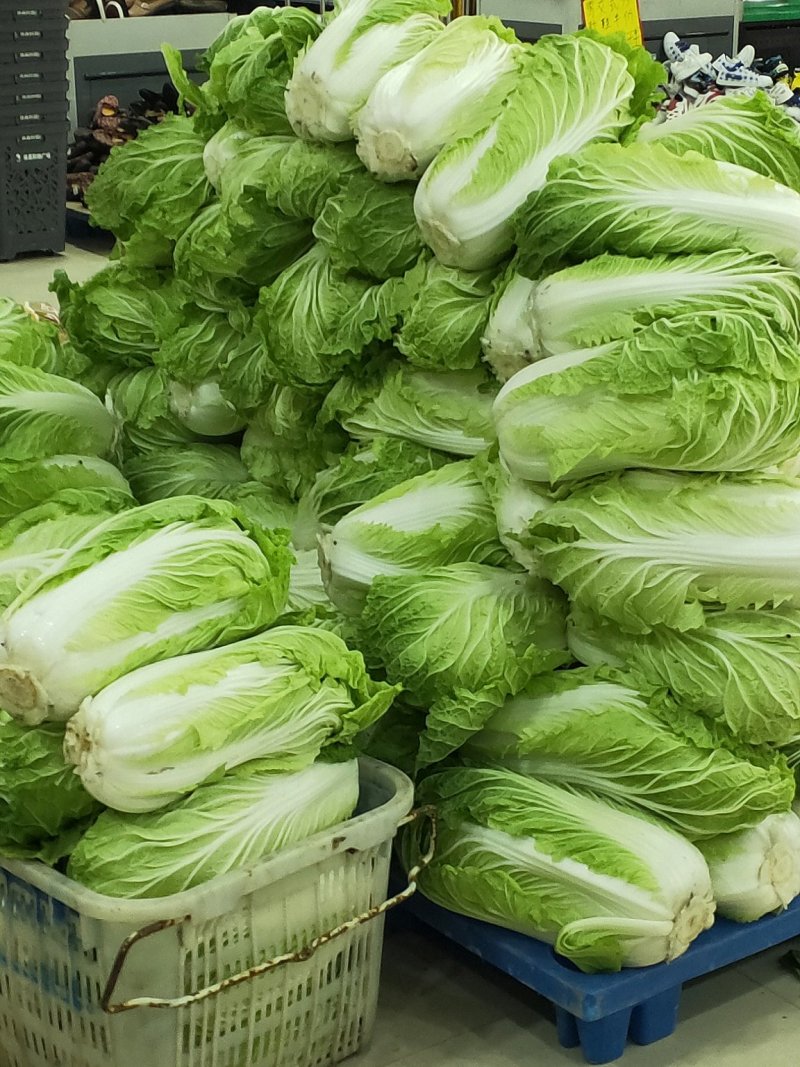 青杂三号白菜