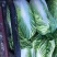 青杂三号白菜