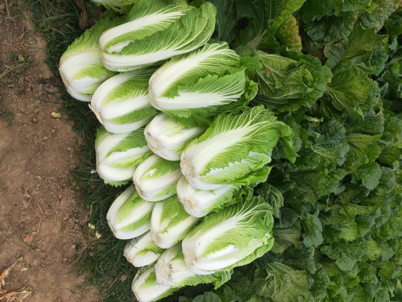 青杂三号白菜