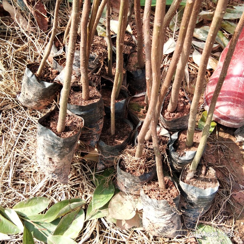 楠木(火力楠)苗（30公分起装，量大价优）