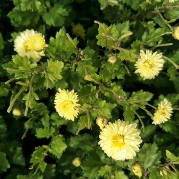 一百亩菊花胎菊待出售