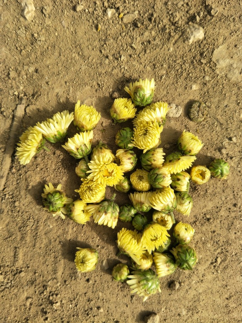 一百亩菊花胎菊待出售