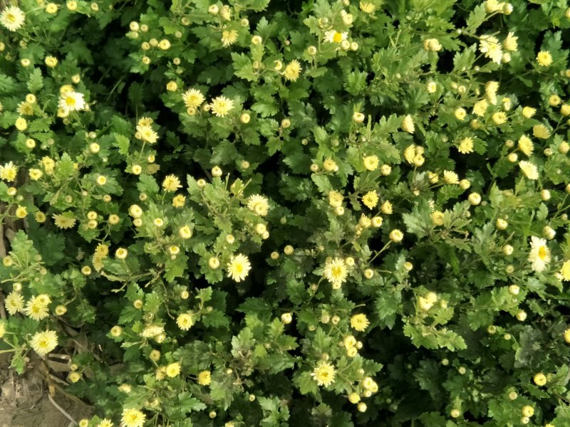 一百亩菊花胎菊待出售