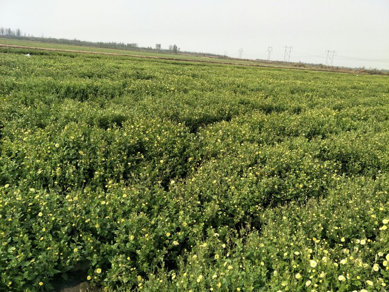 一百亩菊花胎菊待出售