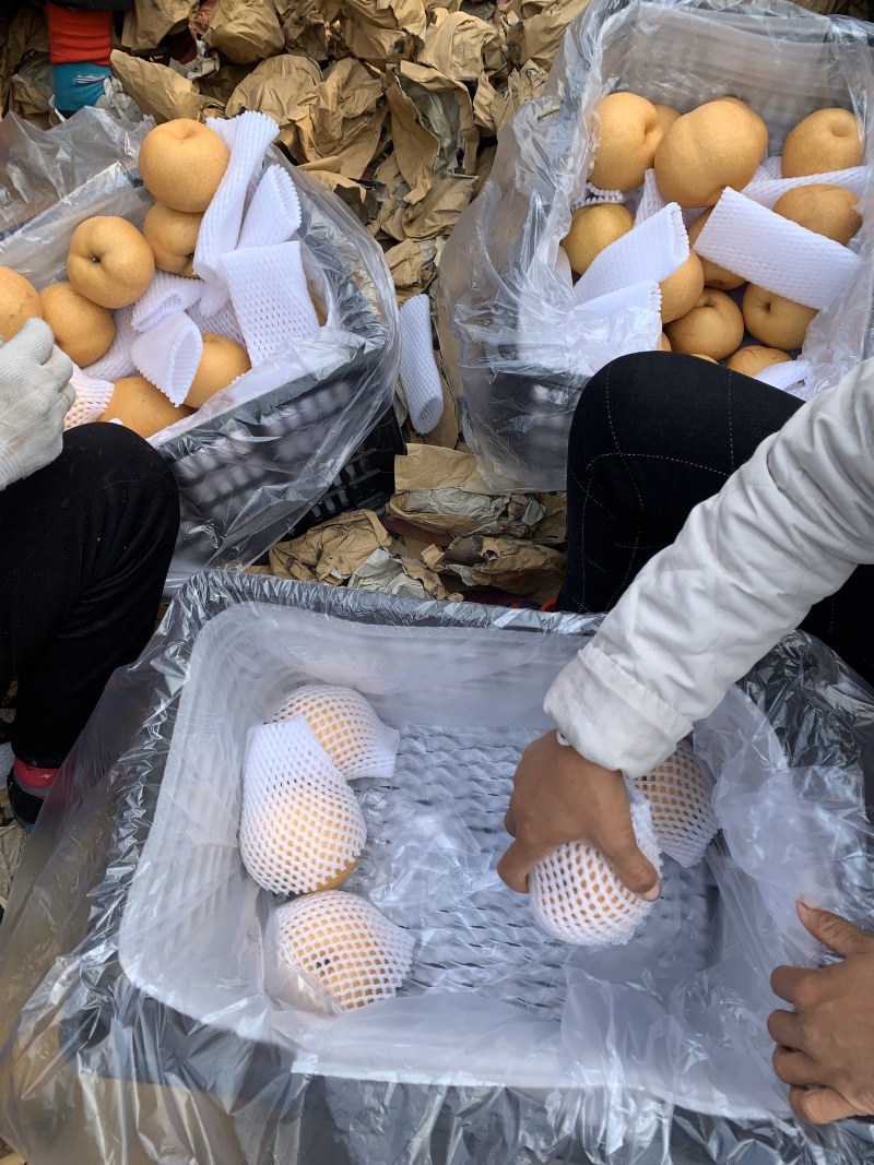 晚秋黄梨产地直供大量供应提供精品包装服务