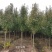 彩叶豆梨克利夫兰红塔品种规格齐全苗圃大量供应绿化苗