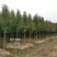 彩叶豆梨克利夫兰红塔品种规格齐全苗圃大量供应绿化苗