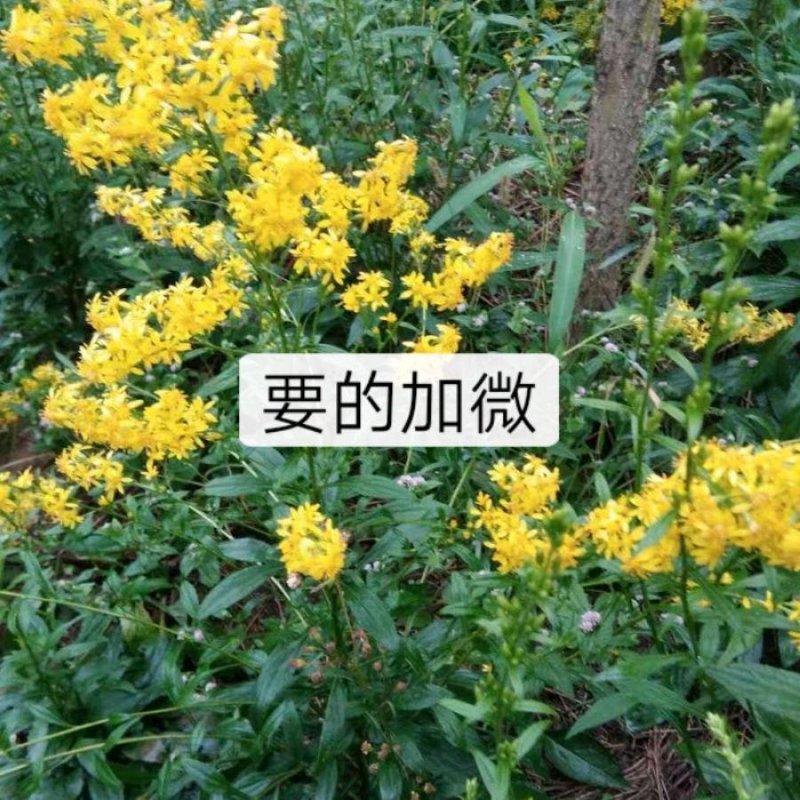 中药材