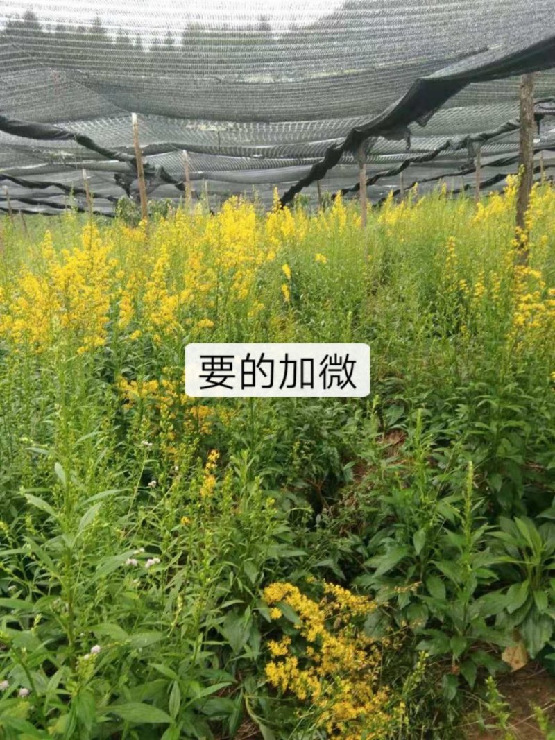 中药材