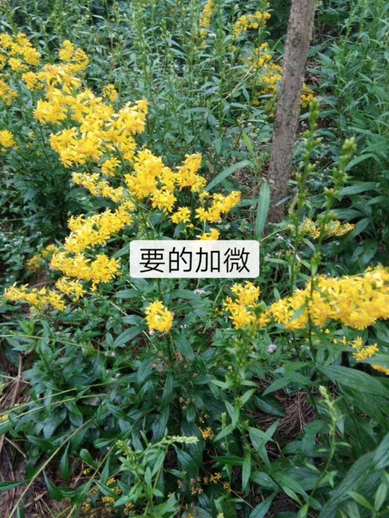 中药材