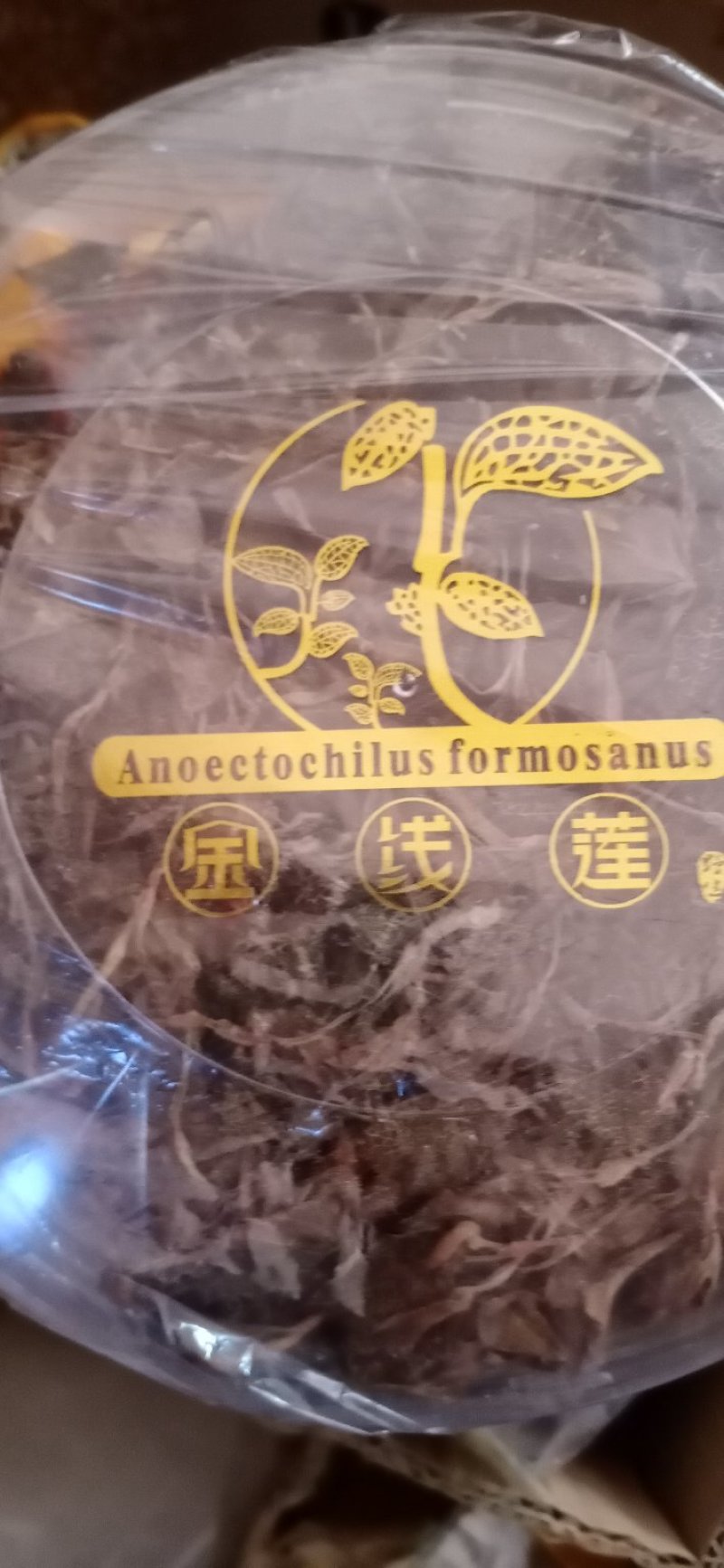 云南文山金线莲批发产地直销一手货源包邮