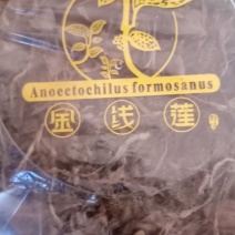 云南文山金线莲批发产地直销一手货源包邮
